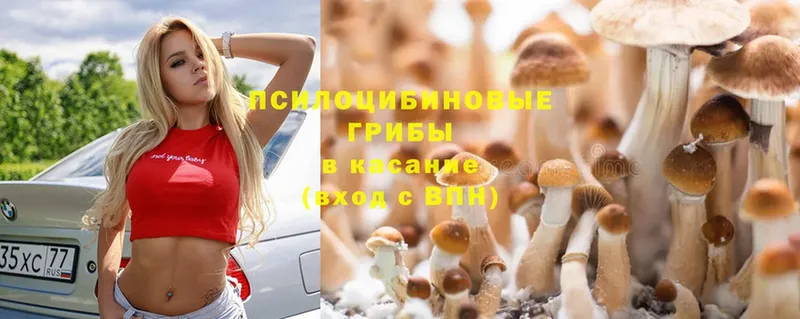 Галлюциногенные грибы Cubensis  Бикин 